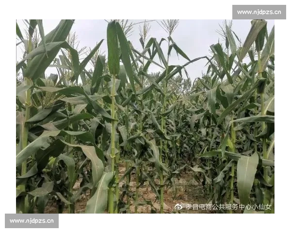 推动可持续发展体育赛事绿色直播模式探索与实践 - 副本 - 副本 - 副本